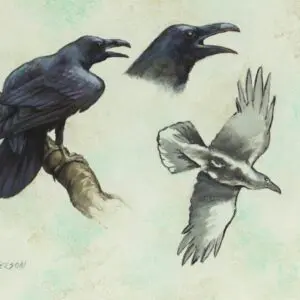 Illustration of two ravens and a flying bird against a light background.