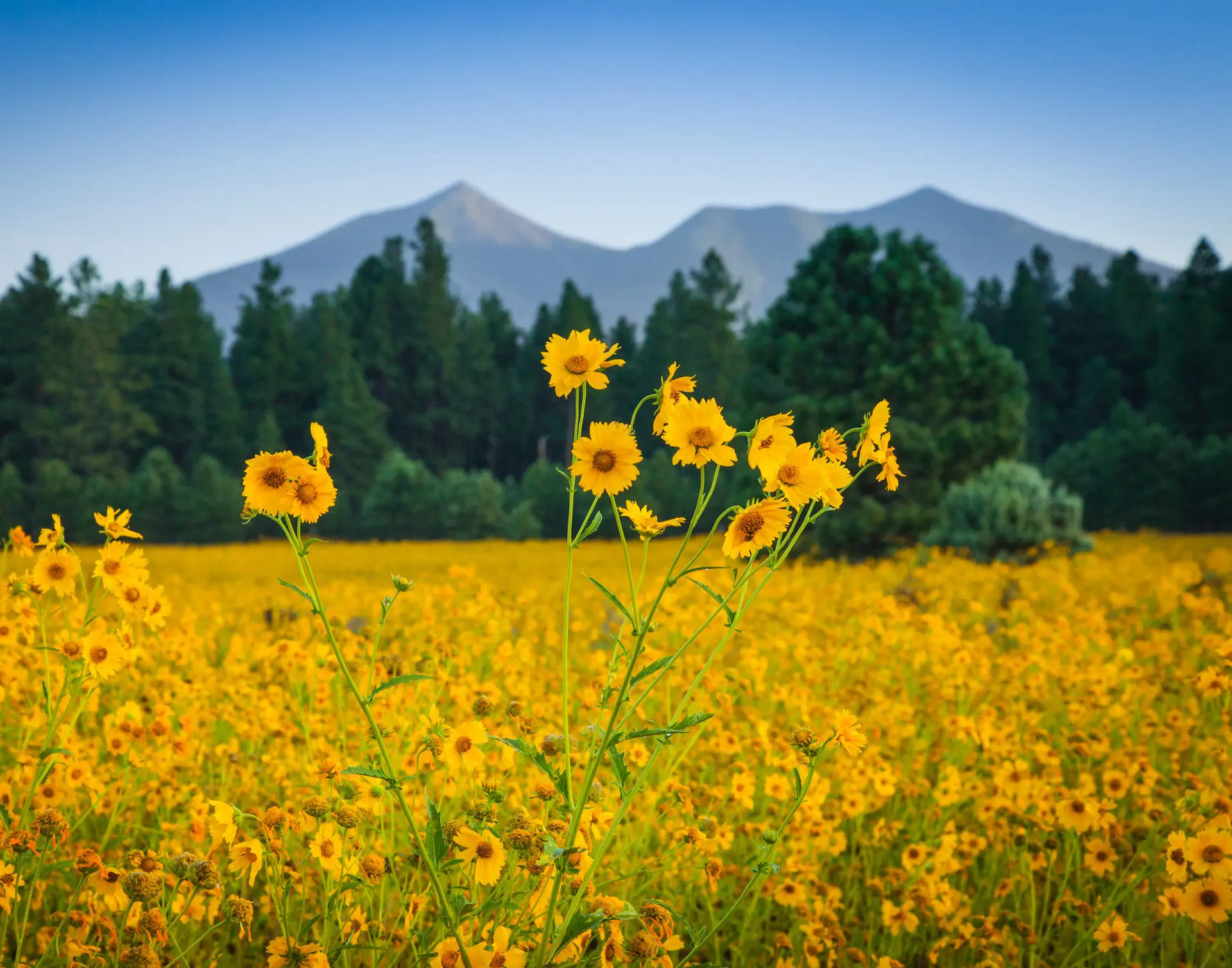 Bright yellow flowers bloom in a field with mountains in the background.