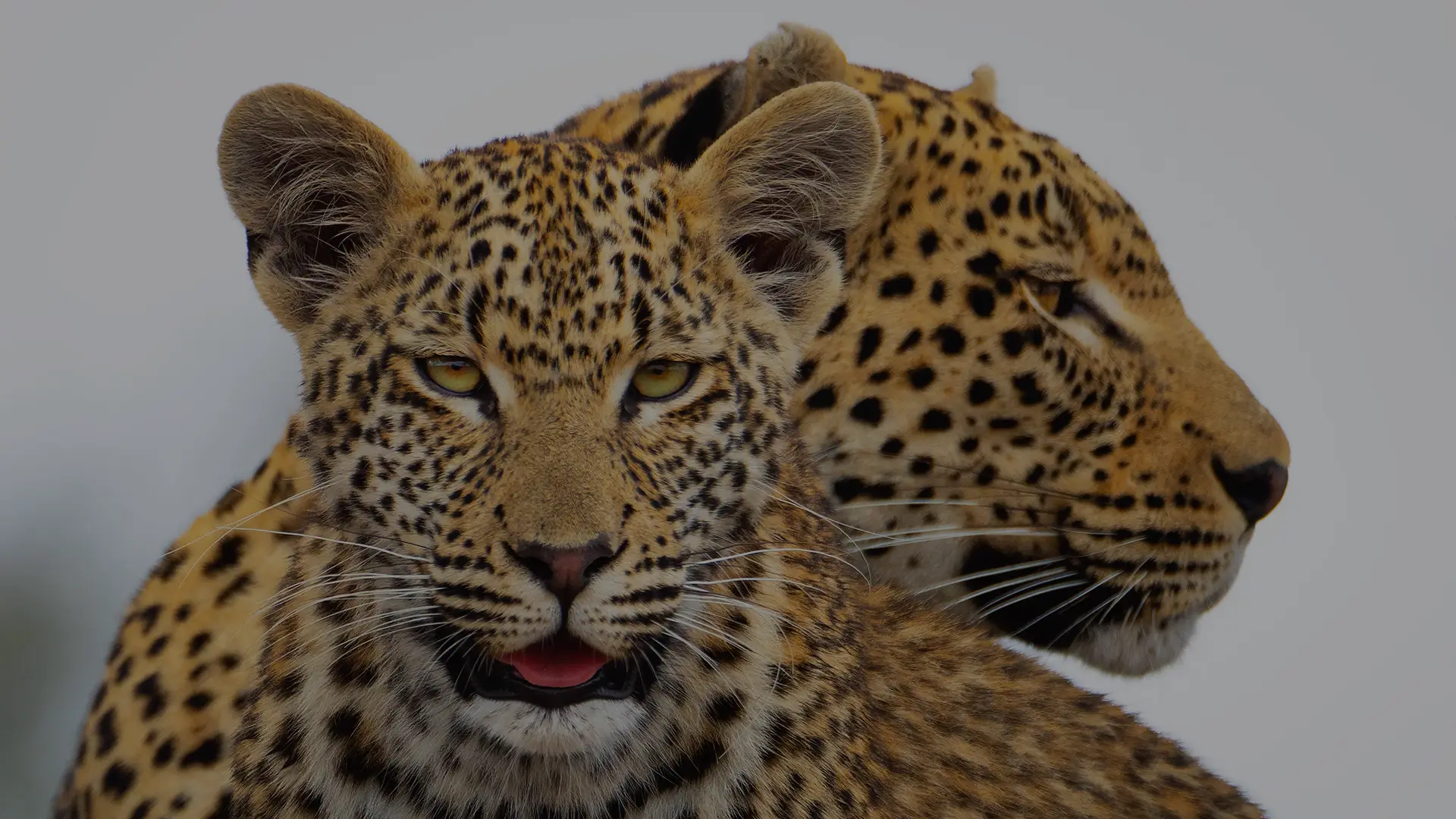 Close-up of two leopards resting together.